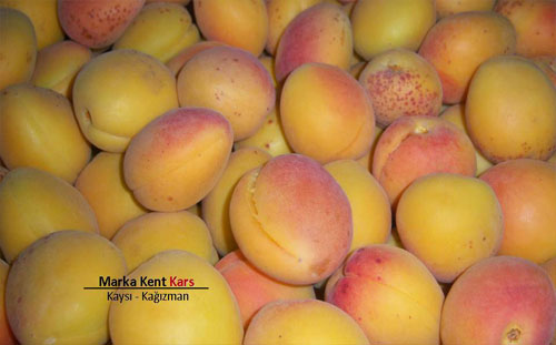 Marka Kent Kars 1 7