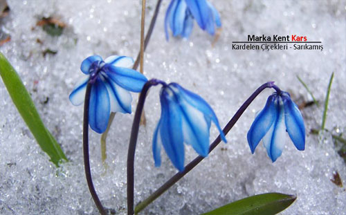 Marka Kent Kars 2 9
