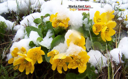 Marka Kent Kars 3 4