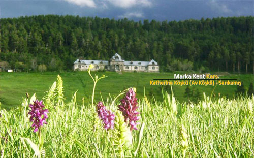 Marka Kent Kars 3 5