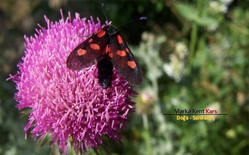 Marka Kent Kars 3 6