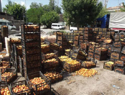 Kayısılar çöpe gitti, üretici perişan