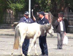 Zabıtanın at operasyonu