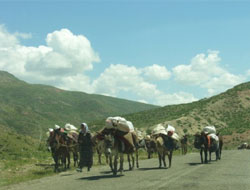 Yaylalar Şenlendi