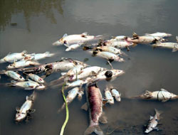 Balık Ölümlerinin Nedeni