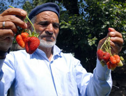 Organik çilek denemesi başarılı