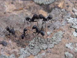 Anide Karınca Kazısı (!)