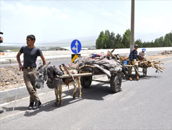 Sarıkamış Ormanları Onlar İçin Gelir Kaynağı