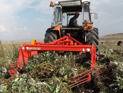 Patates sökümleri hızlandı