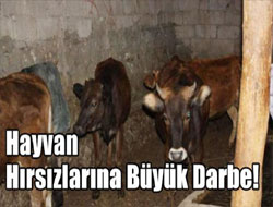 Hayvan Hırsızlarına Büyük Darbe