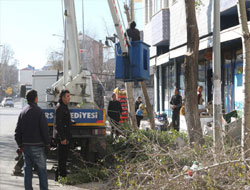 Kars’ta Ağaçlar Budanıyor