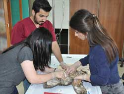 Yaban hayvanları Kars’ta emin ellerde