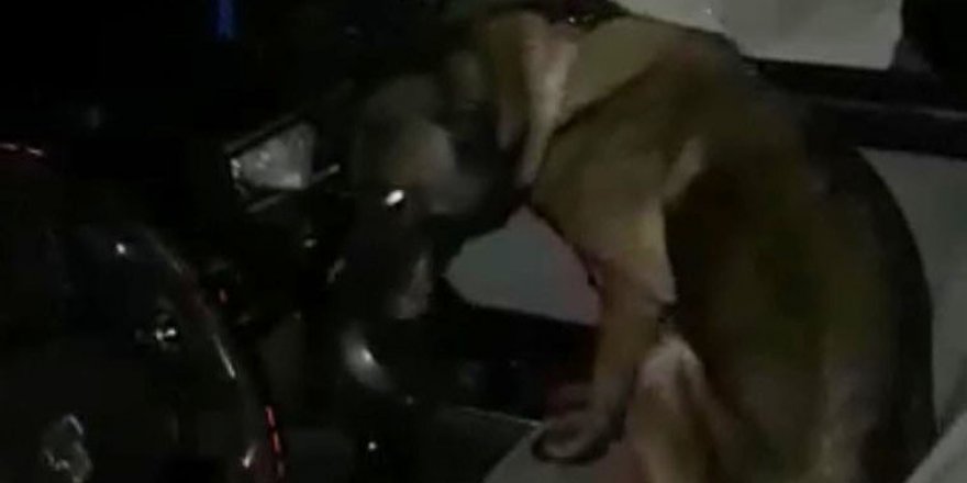 Narkotik köpek ‘Kayra’dan uyuşturucu tacirlerine darbe