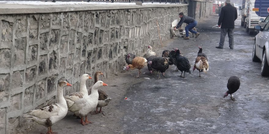 Kars’ta, Yılbaşı hindileri görücüye çıktı