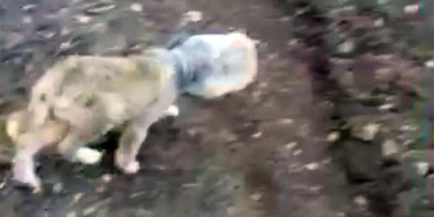 Kafası bidona sıkışan yavru köpek son anda kurtarıldı