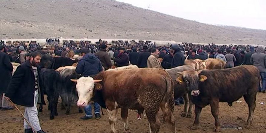 Şap karantinası kaldırıldı