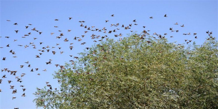 Dünyada 10 bin 660 kuş türü yaşıyor