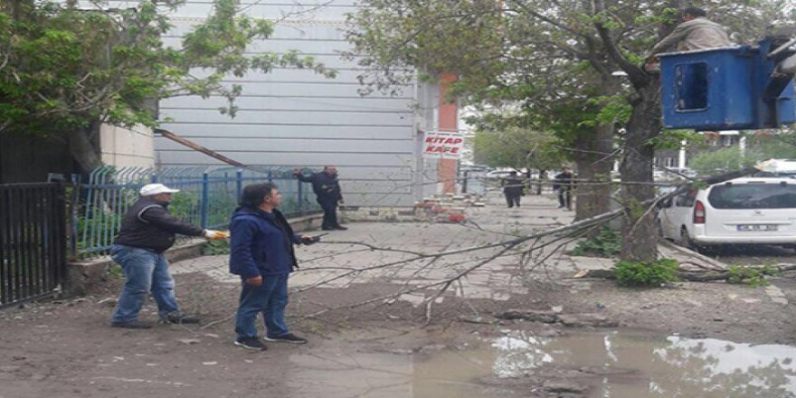 Kars Belediyesi ağaçları buduyor