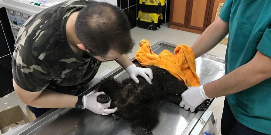 Kars’ta köpeklerin saldırdığı yavru ayı tedavi altına alındı