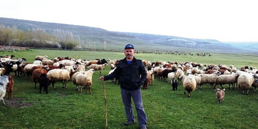 Anaç koyun - keçi destekleme ödemleri devam ediyor