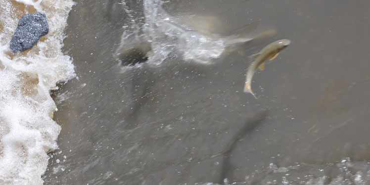 Kars’ta tatlı su kefallerinin ölüm göçü başladı 