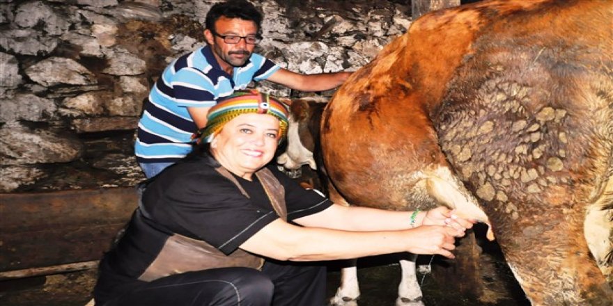 CHP’nin kadın adayı Sadak inek sağdı, ot biçti, traktörle oy istedi