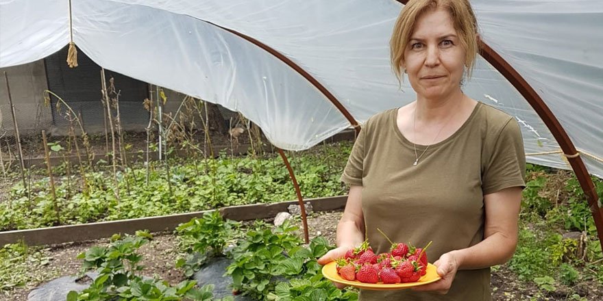 Kars’ta çilek yetiştiriciliği