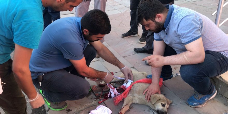 Yaralı köpeğin yardımına Başkan Toksoy ve hayvanseverler yetişti