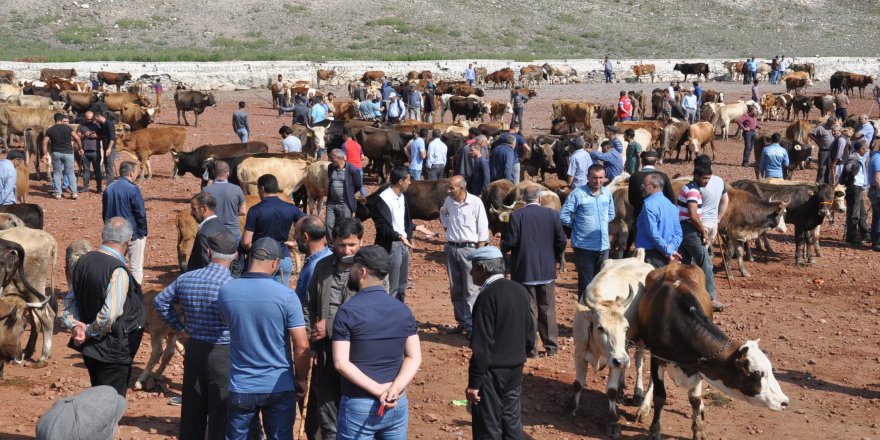 Kars hayvan pazarında Kurban Bayramı hareketliliği