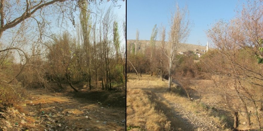 Kars Barajı altında kalan ağaçlar satılacak