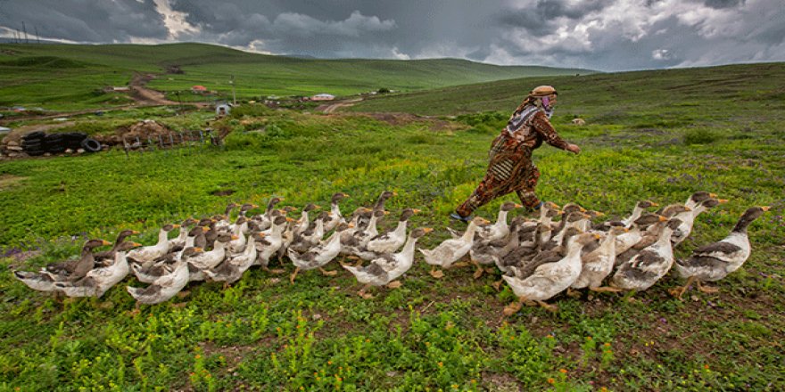 Kars kazları kışa hazırlanıyor