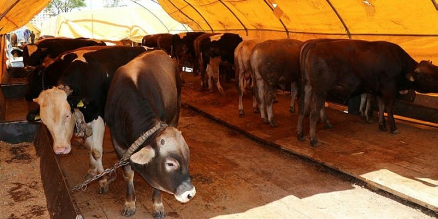 Kars’ta Kurban Bayramı tedbirleri