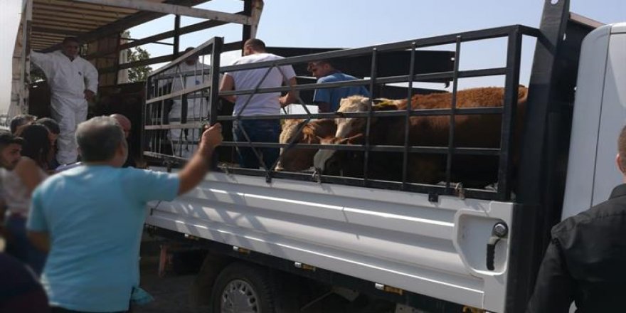 Kars’ta Genç Çiftçi Hayvanları dağıtımı devam ediyor