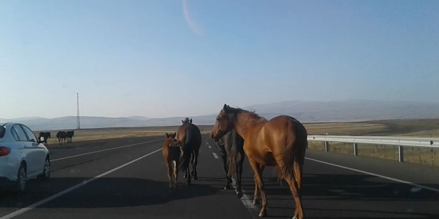 Kars’ta otomobil başıboş ata çarptı