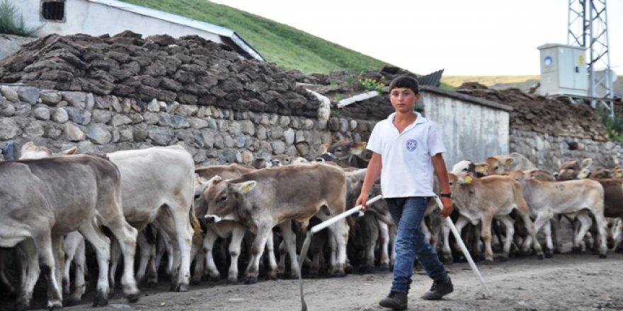 Kars'ta buzağı destekleme icmalleri askıya çıkartıldı