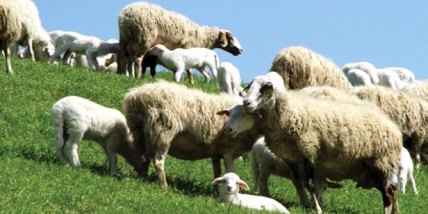 Anaç Koyun ve Keçi Desteklemesi Müracaatları Başladı