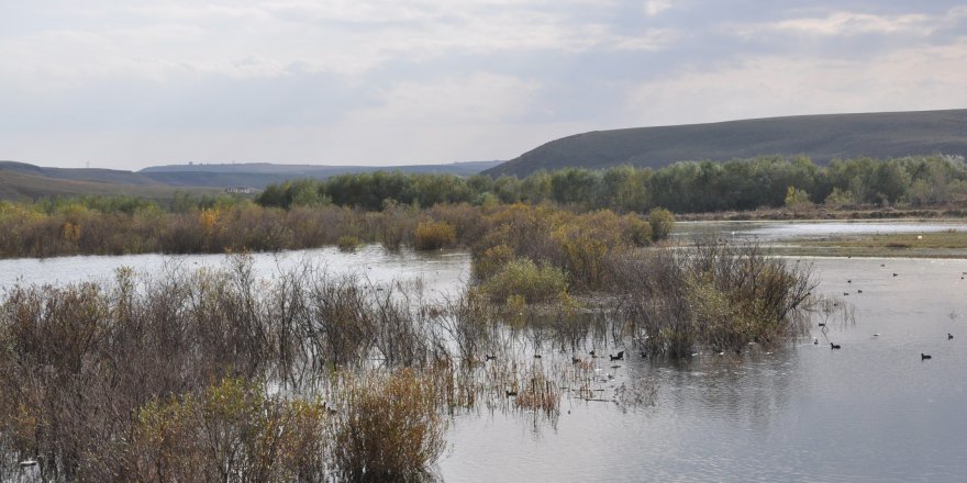 Kuyucuk Gölü kurudu, yaban hayvanları baraj gölüne sığındı