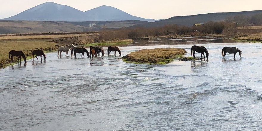 Kars’ta, yılkı atları doğal ortamda görüntülendi