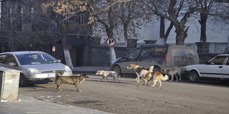 Kars’ı köpek sürüsü bastı