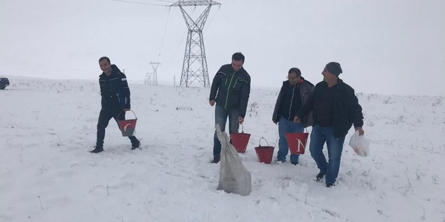 Kars’ta yaban hayvanlar için doğaya yem bırakıldı