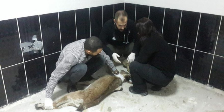 Kayalıktan düşen yavru yaban keçisi ve dereye düşen köpek, tedavi altına alındı