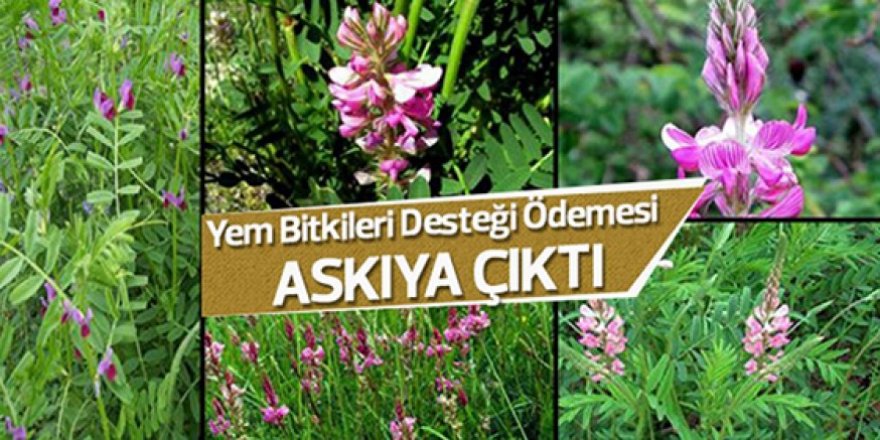 Kars'ta yem bitkisi destekleme icmalleri askıya çıktı