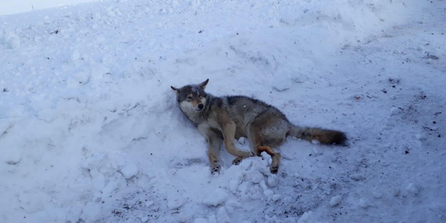 Ardahan'da bulunan yaralı kurt Kars’ta tedavi altına alındı