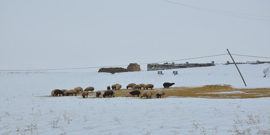 Kars’ta mera yoksa bahçe var!