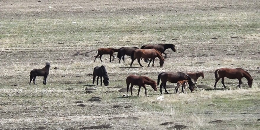 Kars’ta yılkı atları görüntülendi