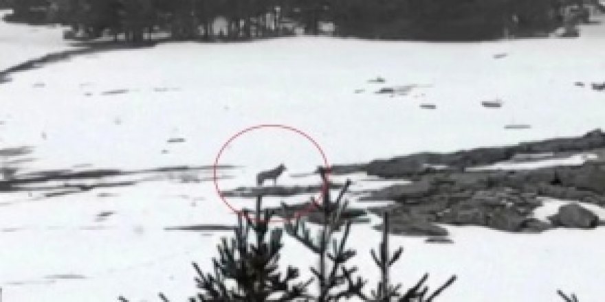  Sarıkamış Kayak Merkezi’nde kurt görüntülendi 