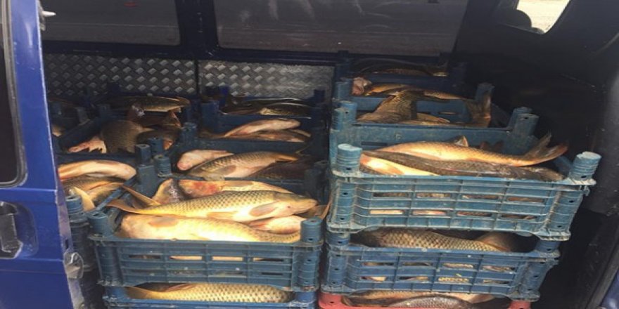 Yasa dışı balık sevkiyatına bin 635 TL ceza