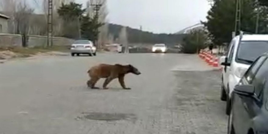 Sarıkamış’ta yemek kokusu yavru ayıyı sokağa indirdi