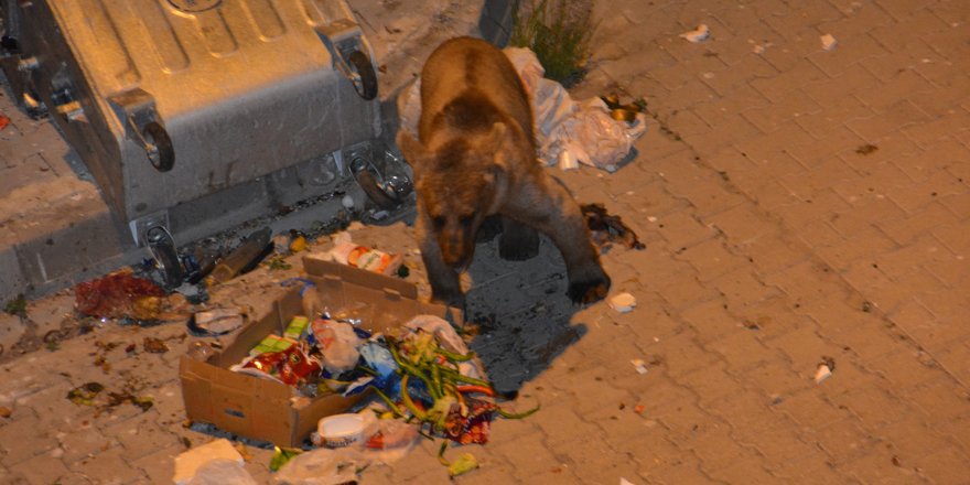 Sarıkamış’ta aç kalan yavru boz ayı çöpte yiyecek aradı