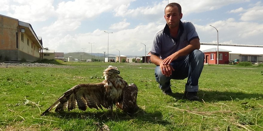  Kars'ta yol kenarında yaralı kızıl şahin bulundu 